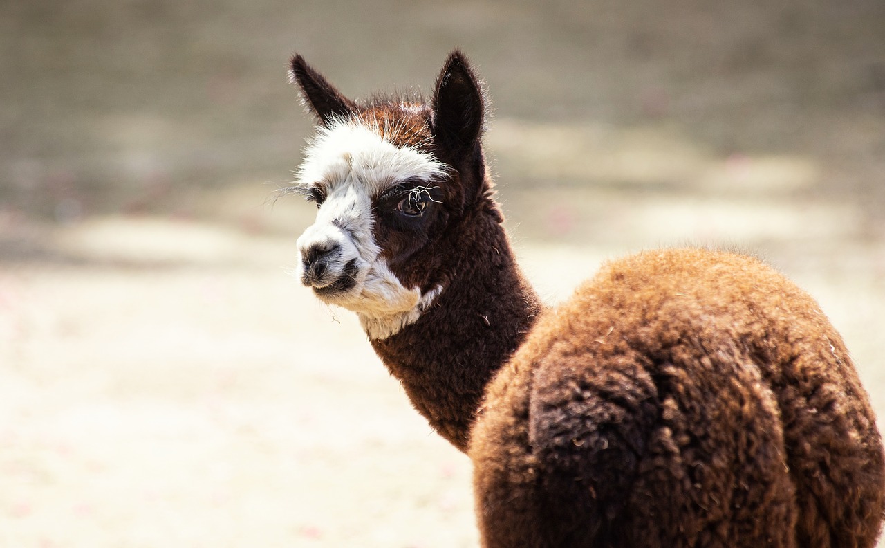 llamas and alpacas