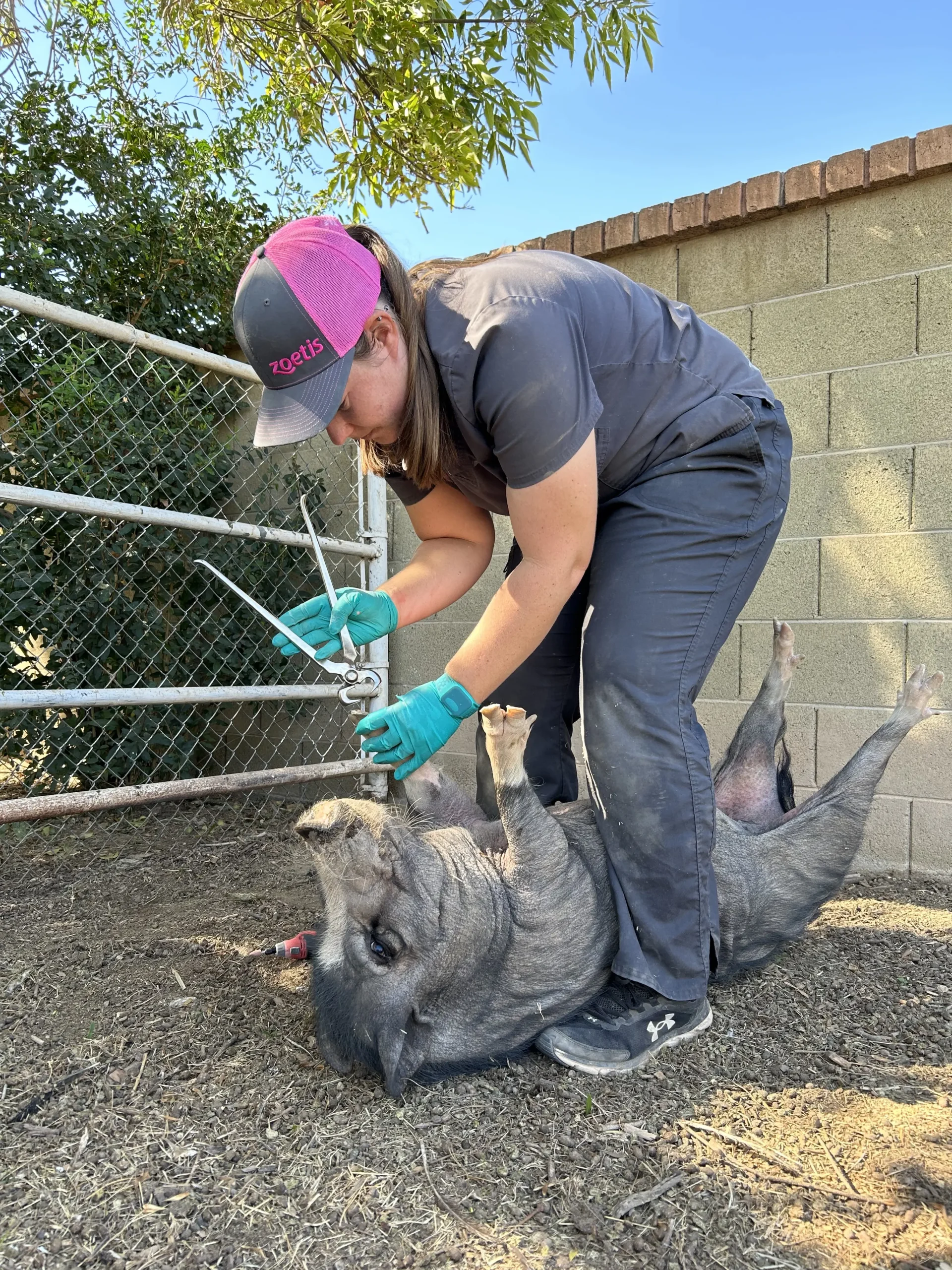 arizona livestock veterinary practice